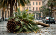 Donna schiacciata da palma caduta a Genova