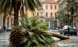 Donna schiacciata da palma caduta a Genova