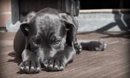 Come sapere se siete pronti ad adottare un cucciolo